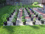 pots