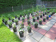 pots