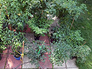 pots
