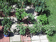 pots