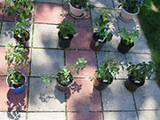 pots