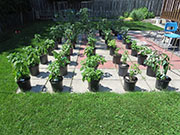 pots
