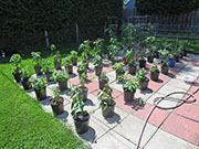 pots