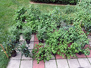pots