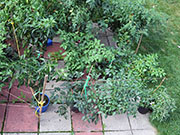 pots