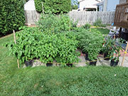 pots