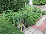 pots