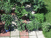pots