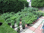 pots