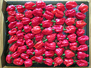 Séchage piments