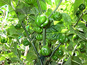 Star of Turkey