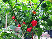 Star of Turkey