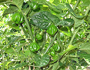 Star of Turkey