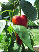 Tekne Dolmasi