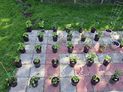 pots