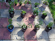 pots