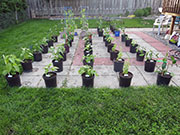 pots