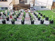 pots